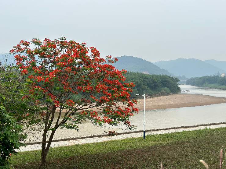 連灘鎮(zhèn)河堤公園鳳凰花開.jpg