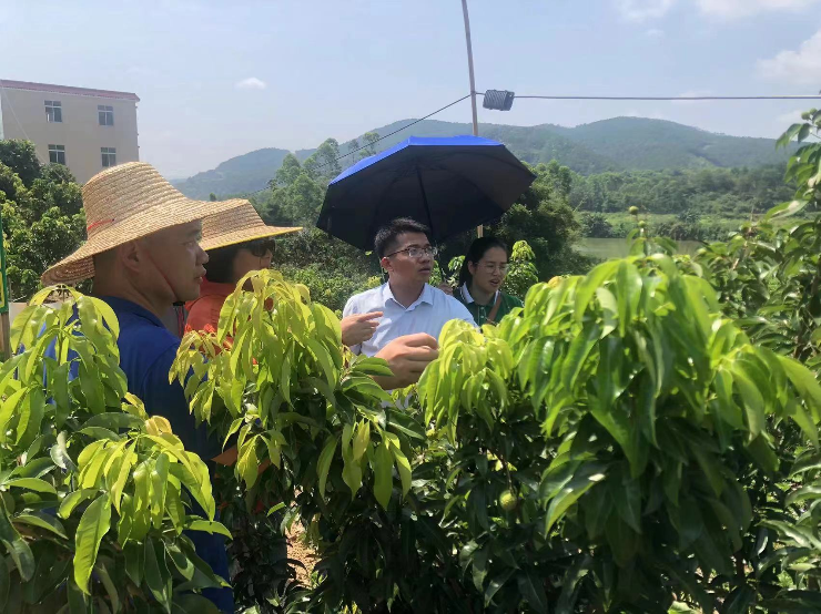 驛站專家到高枧村荔枝種植基地查看生長產(chǎn)量，提供營銷思路.jpg