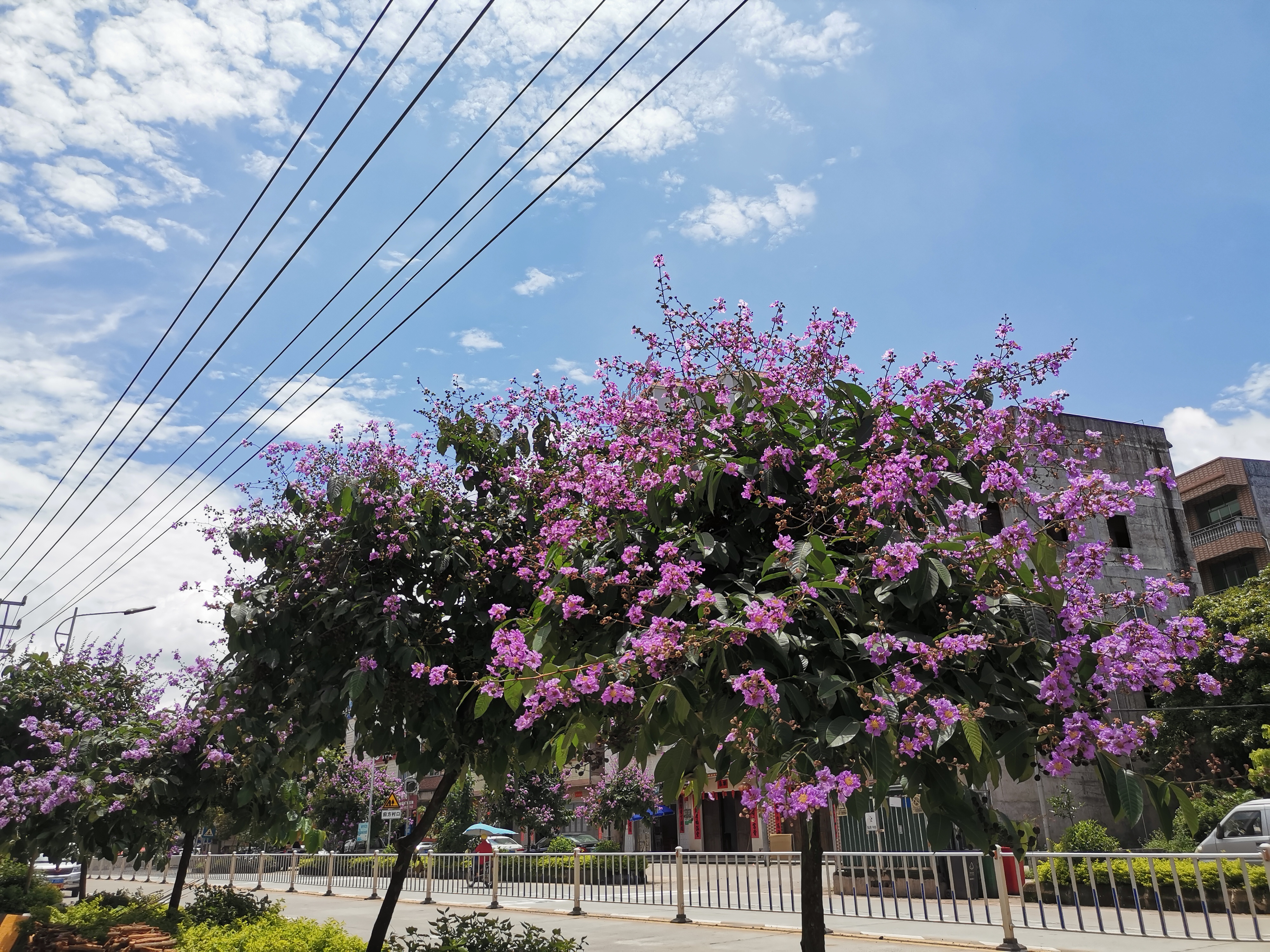 234國道紫荊花開.jpg